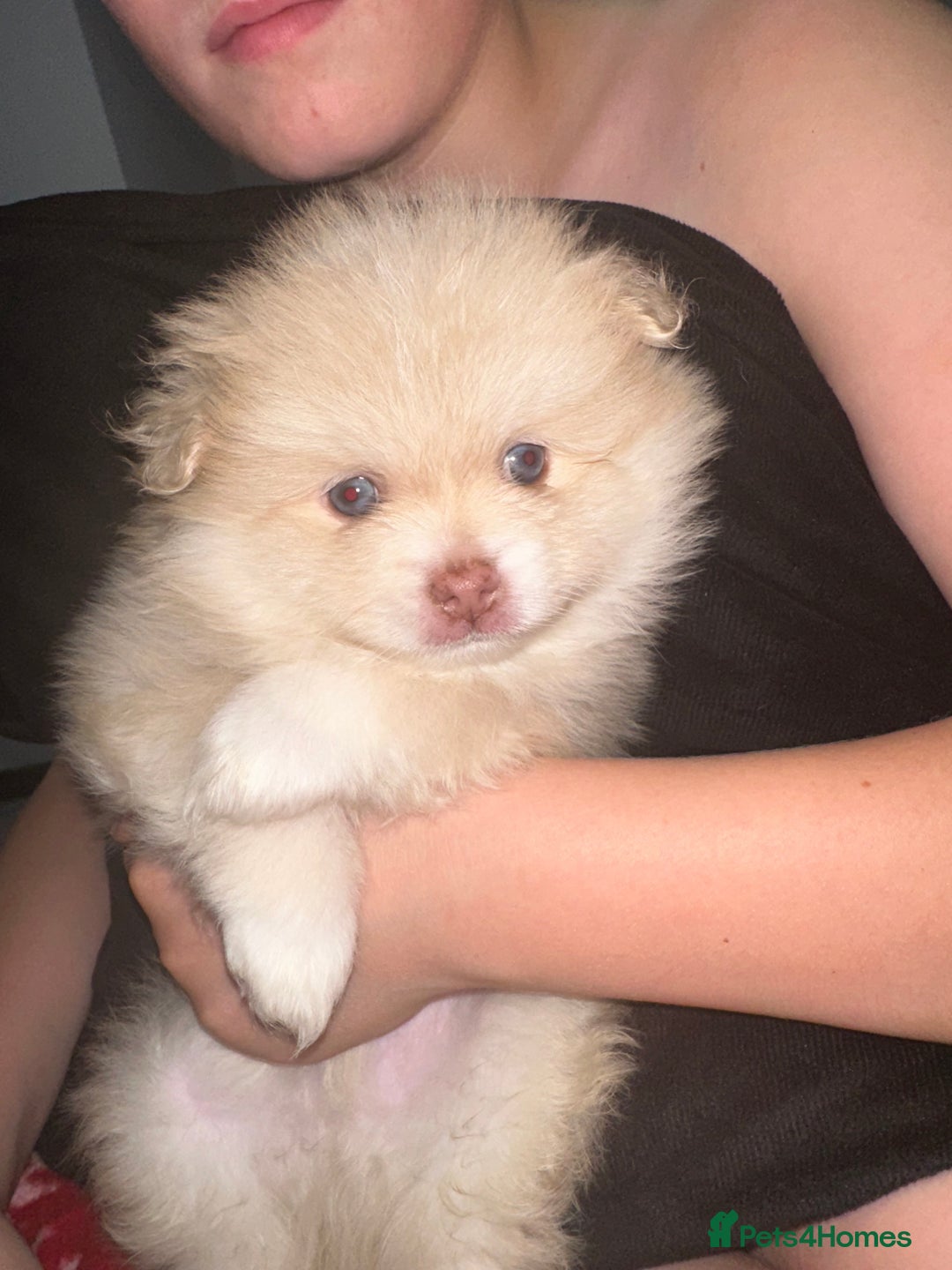 Pomeranian dogs for sale: Blue eye boy and Tiny golden girl poms ready now  - Image 14
