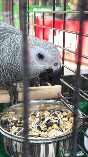 Gallery Image {{count}}