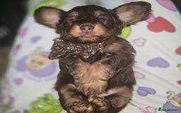 Doxiepoo dogs for sale: Adorable PRA clear daxipoos hypoallergenic  - Image 14