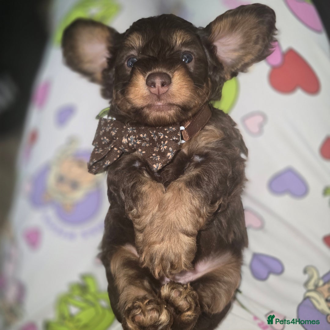 Doxiepoo dogs for sale: Adorable PRA clear daxipoos hypoallergenic  - Image 14