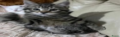 Mixed Breed Kitten 1