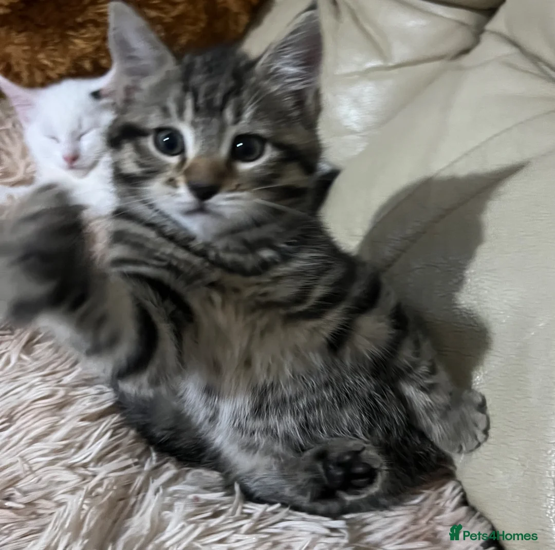 Mixed Breed cats for sale: 6 Lovely Kittens for sale  - Advert 1
