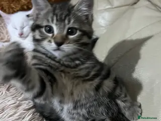 Mixed Breed cats 6 Lovely Kittens for sale - Advert 1