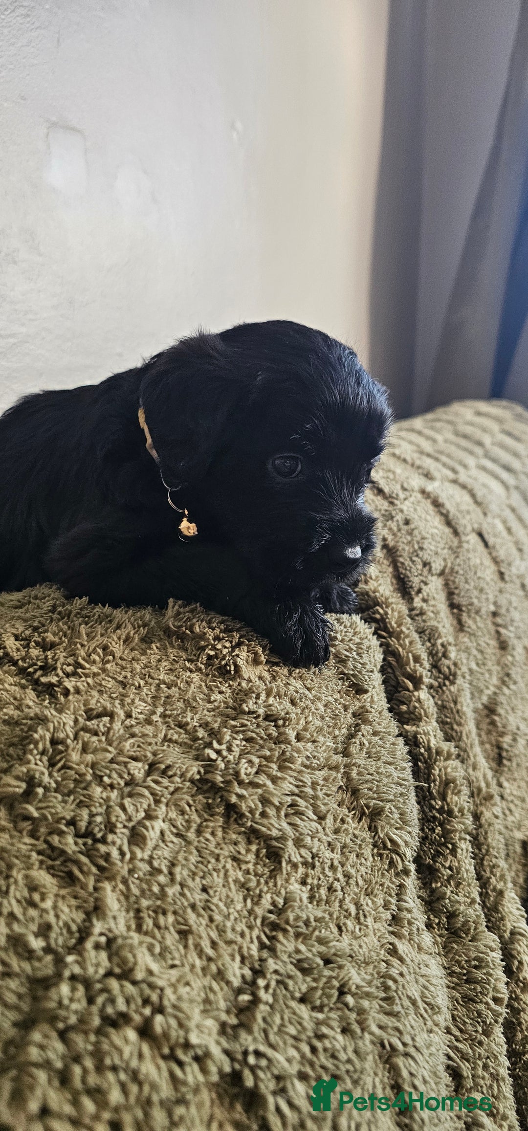 Schnoodle dogs for sale: Perfect schnoodles - Advert 16