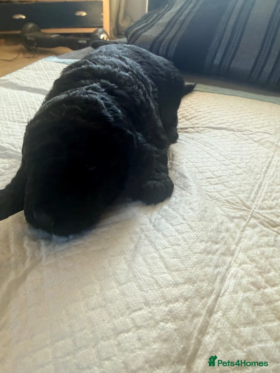 Mini Goldendoodle dogs for sale: Beautiful litter of goldendoodles - Advert 20