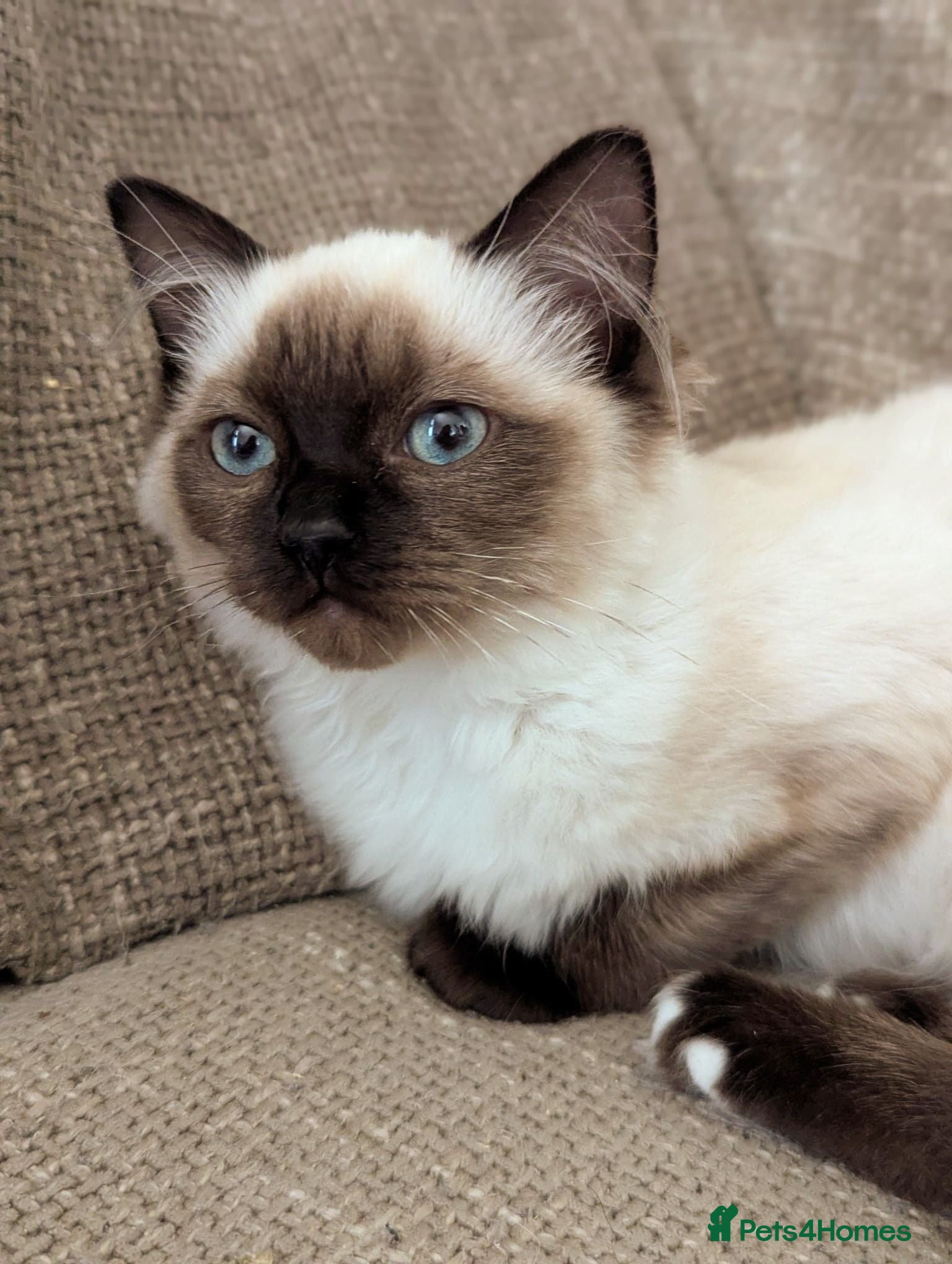 Ragdoll cats 💖💖Stunning seal mitted ragdoll💖💖 - Advert 13