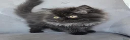 Persian cats for sale: Persian Kittens - Advert 2
