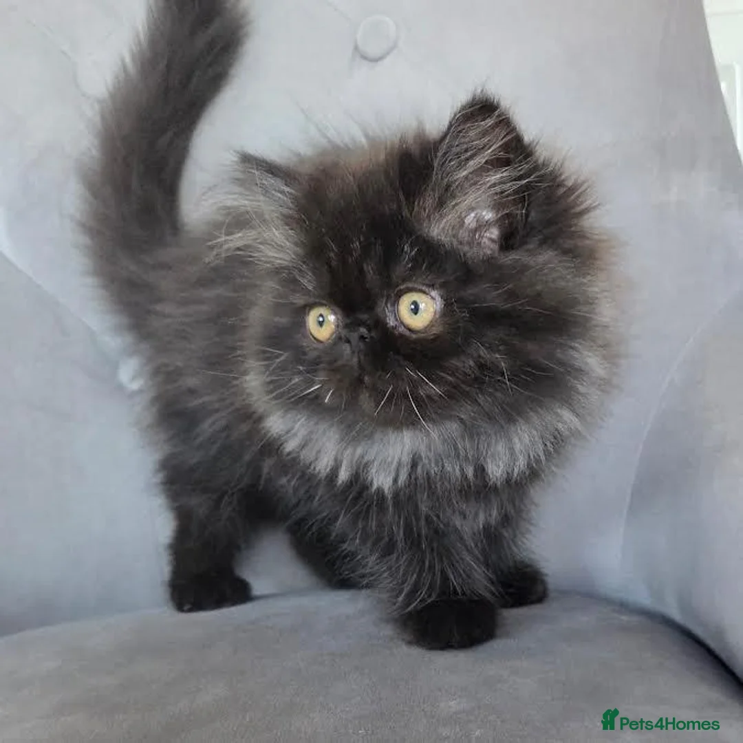 Persian cats for sale: Persian Kittens - Advert 2
