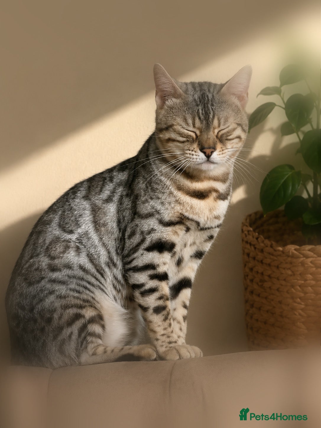 Bengal cats for sale: Pedigree G6 Bengal Cat in Leeds - Advert 4