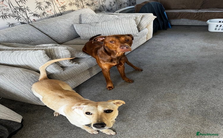 Mixed Breed dogs - Advert 1