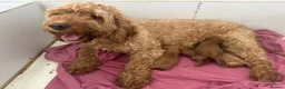 Cockapoo dogs for sale: F1b outstanding cockapoo fully  health tested in Ely - Advert 10