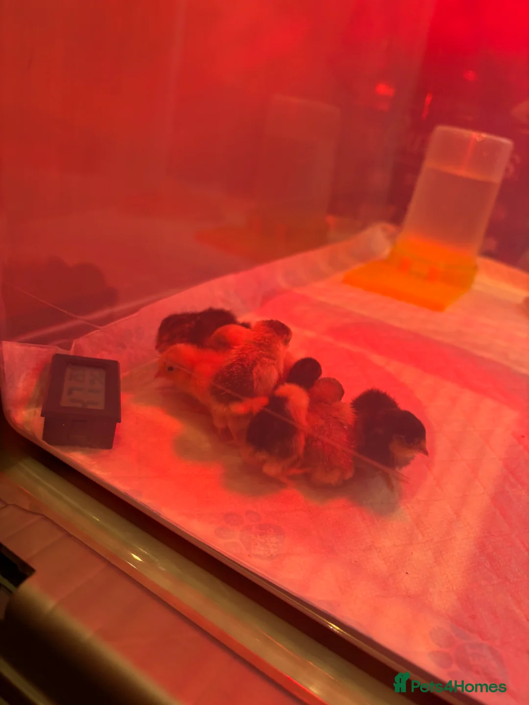 Mixed Breed birds for sale: Button Quail  in South Shields - Advert 3