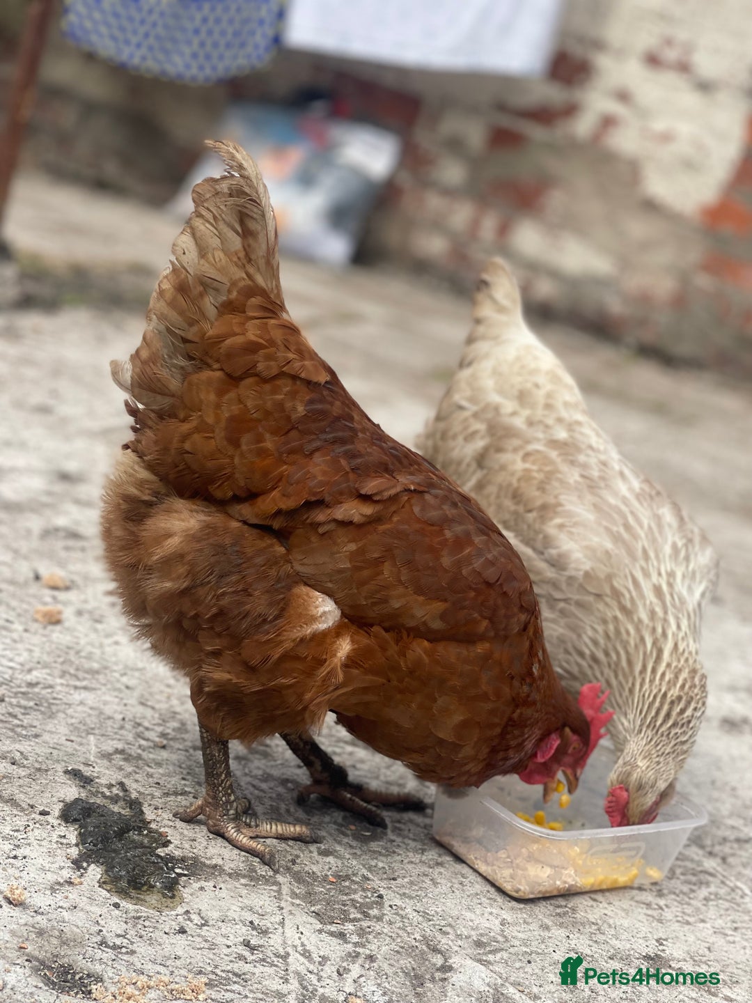 Chickens poultry for sale: Hens for sale - Image 6