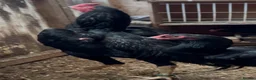 Chickens poultry for sale: Imported black shamo birds for sale  - Advert 3