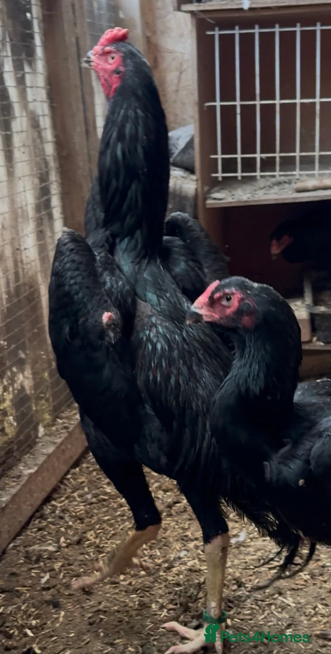 Chickens poultry for sale: Imported black shamo birds for sale  - Advert 3