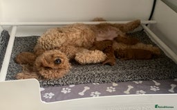 Labradoodle dogs for sale: Miniature Labradoodle  - Advert 25