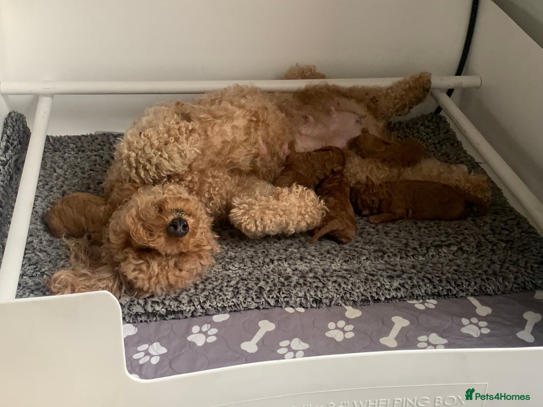 Labradoodle dogs for sale: Miniature Labradoodle  - Advert 25