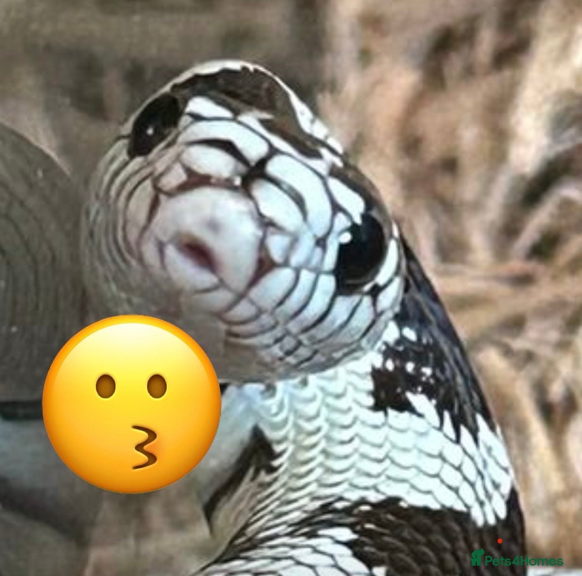 King Snake reptiles 1 year old California king snake - Advert 2