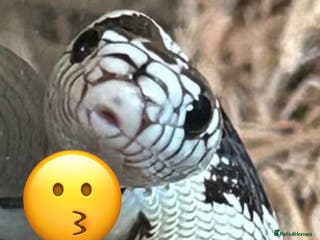 King Snake reptiles 1 year old California king snake - Advert 2