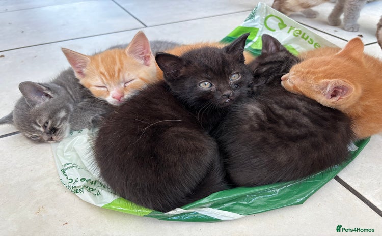 Mixed Breed cats - Advert 9