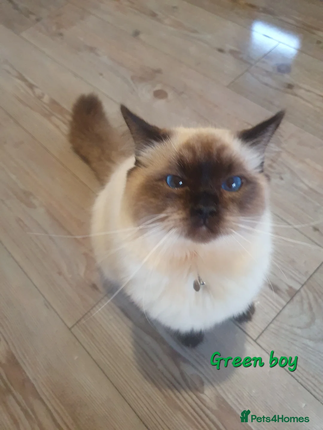 Ragdoll cats for sale: Sweet&Playful ragdolls - Advert 5