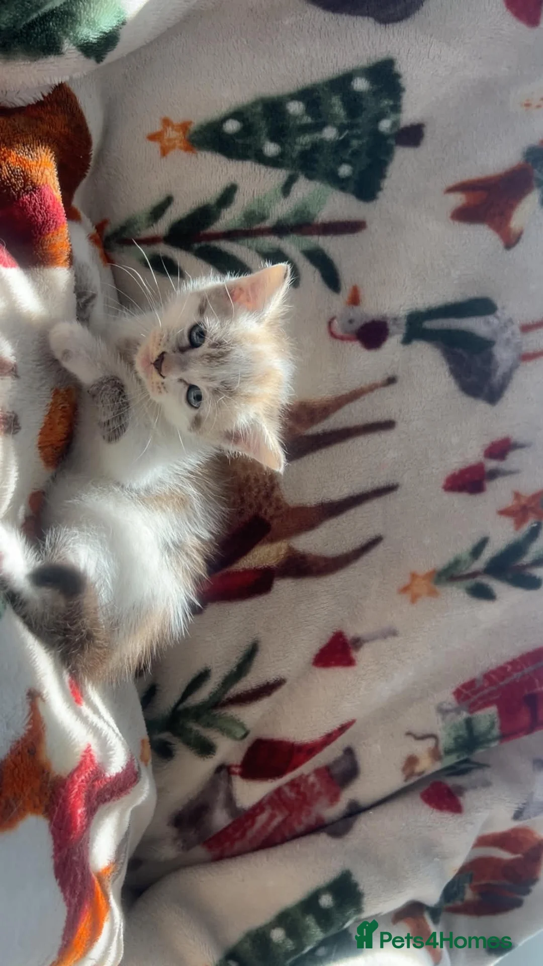 Mixed Breed cats for sale: All kittens 100£ fluffy boy 200£ - Advert 2