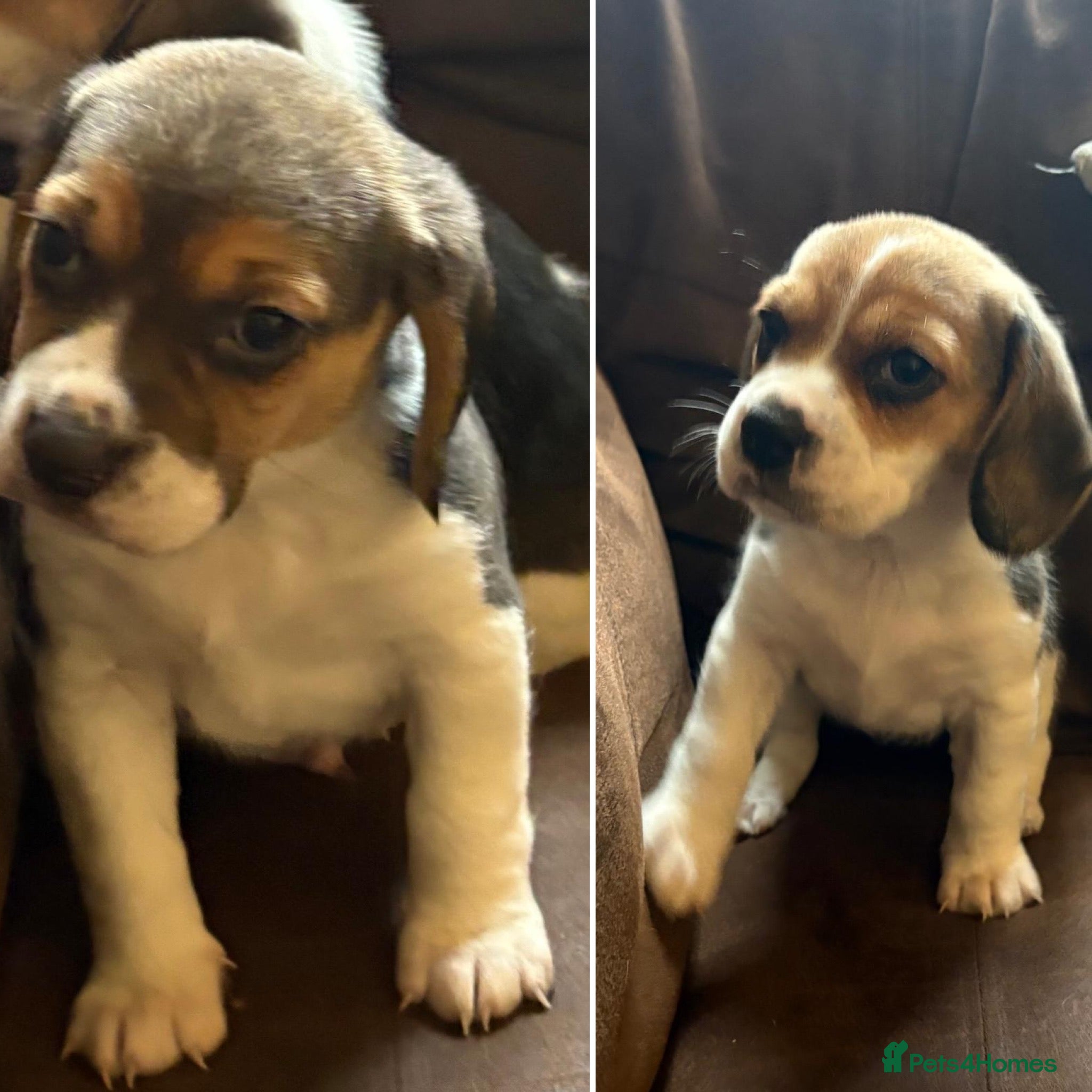 Beagle dogs 🌟For Sale 3 Beautiful Beagle Puppies🌟   - Advert 5