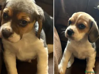 Beagle dogs 🌟For Sale 3 Beautiful Beagle Puppies🌟 - Advert 5