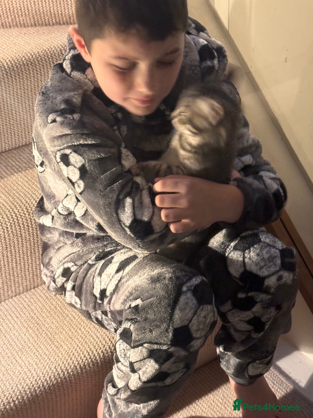 Mixed Breed cats for sale: 2 kittens 1 male 1 female  - Advert 4