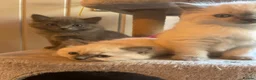 Ragdoll cats for sale: Ragdoll x British long hair - Advert 12