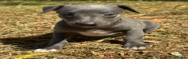 Whippet 8