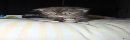 Mixed Breed cats for sale: RARE Gorgeous ScottishFold&British ShortHair  - Advert 3