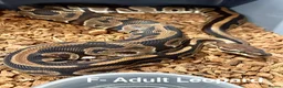 Python Snake reptiles for sale: Beautiful Royal Pythons for sale  - Advert 5