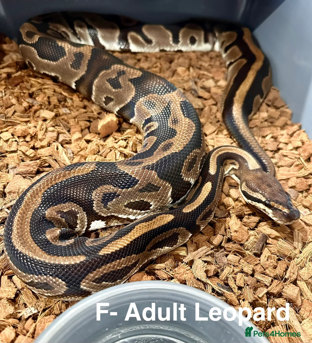 Python Snake reptiles for sale: Beautiful Royal Pythons for sale  - Advert 5