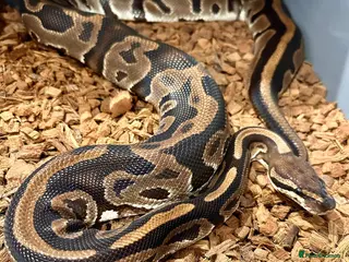 Python Snake reptiles Beautiful Royal Pythons for sale - Advert 6