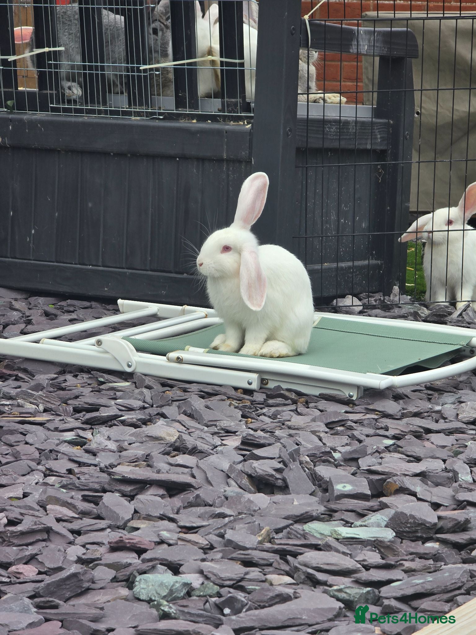 Continental Giant rabbits Continental Giant cross Mini Lop bunnies - Advert 1