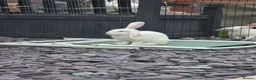 Continental Giant rabbits for sale: Continental Giant cross Mini Lop bunnies - Advert 1