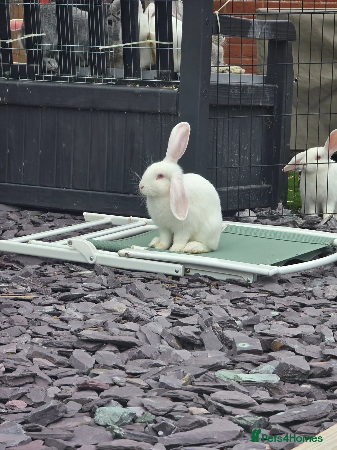 Continental Giant rabbits for sale: Continental Giant cross Mini Lop bunnies - Advert 1