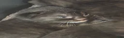 Domestic Shorthair cats for sale: 4 kittens for sale  - Advert 9