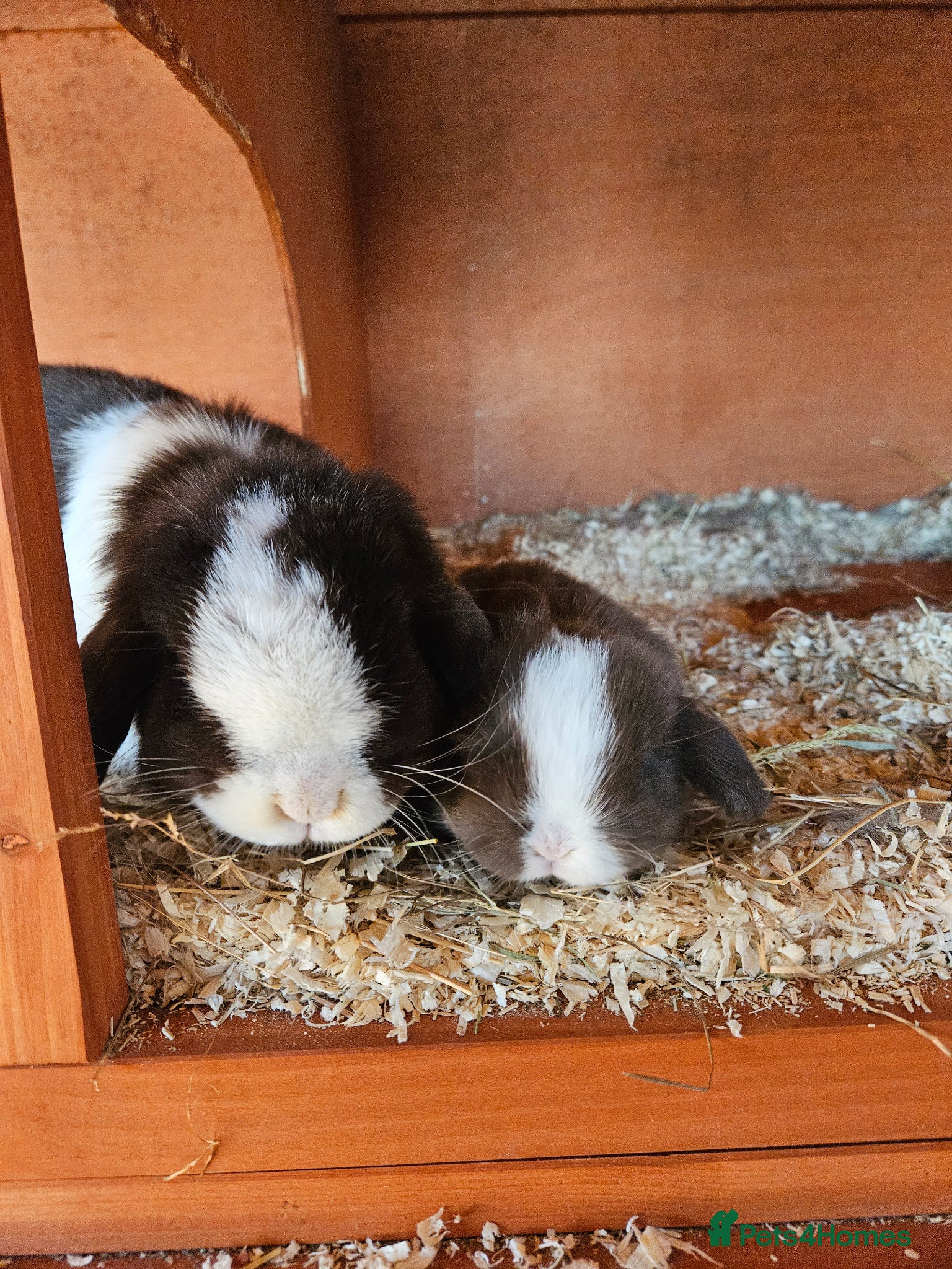 Mini Lop rabbits 🧡 Two Female Purebred mini lops 🧡 - Advert 15