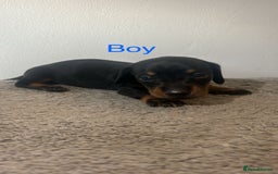Miniature Dachshund dogs for sale: Beautiful miniature dachshund puppies - Image 6