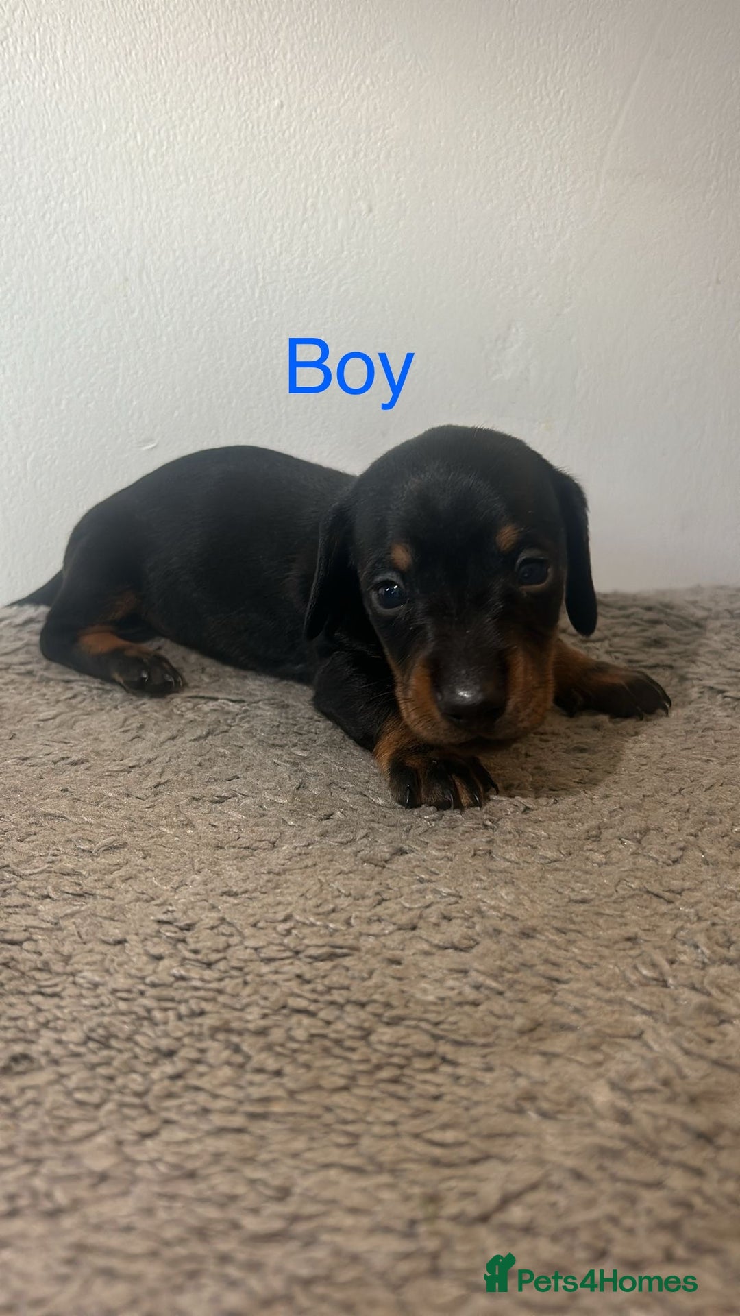 Miniature Dachshund dogs for sale: Beautiful miniature dachshund puppies - Image 6