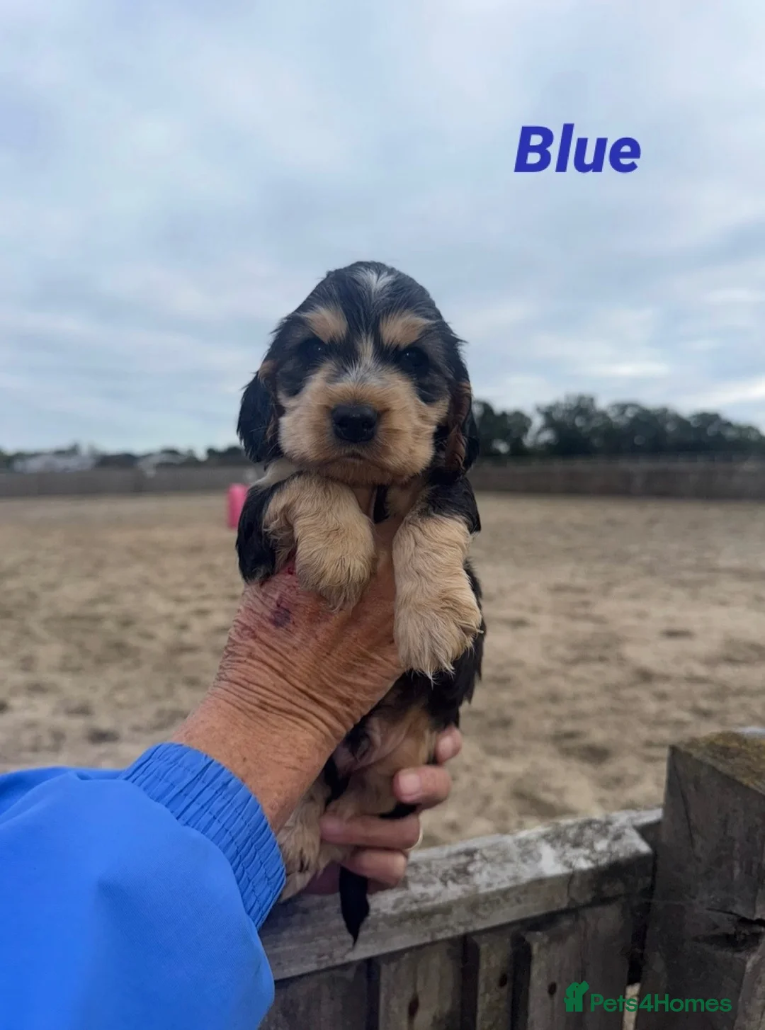 Cocker Spaniel dogs for sale: 4 Week Old Show Type Cocker Spaniel Puppies - Advert 1