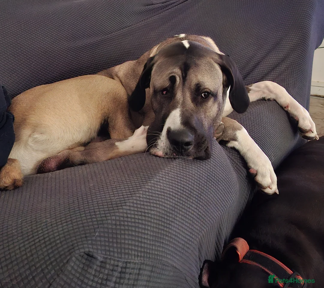 Mixed Breed dogs for sale: Beautiful Kangal x Alabai x Bully Kutta - Advert 2