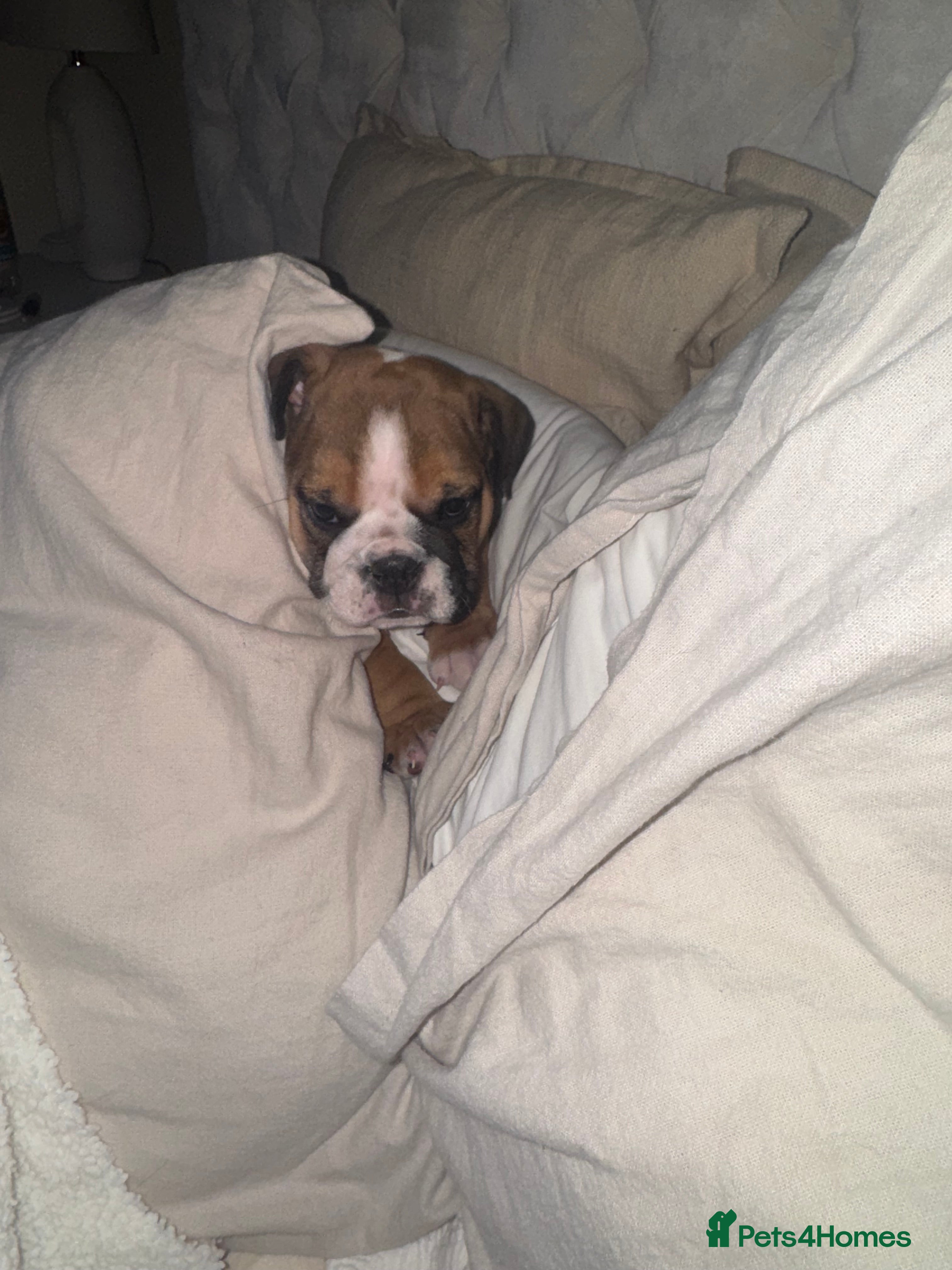 English Bulldog dogs English Bulldog Puppies🩵🩷 - Advert 12