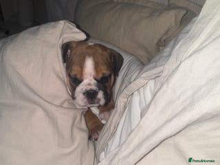 English Bulldog dogs English Bulldog Puppies🩵🩷 - Advert 13