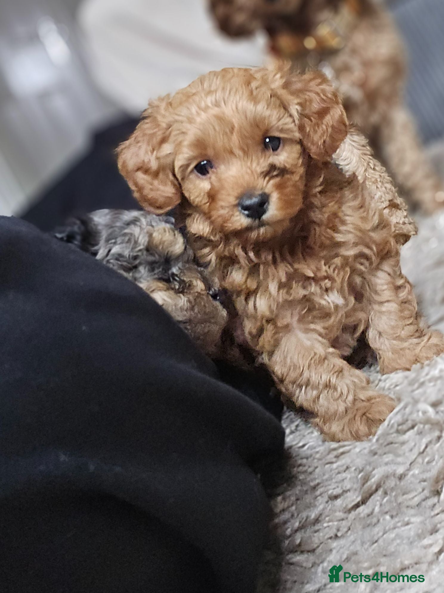 Mixed Breed dogs Toy poodle x ***ready NOW 2 left*** - Advert 16