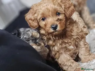 Mixed Breed dogs Toy poodle x ***ready NOW 2 left*** - Advert 16