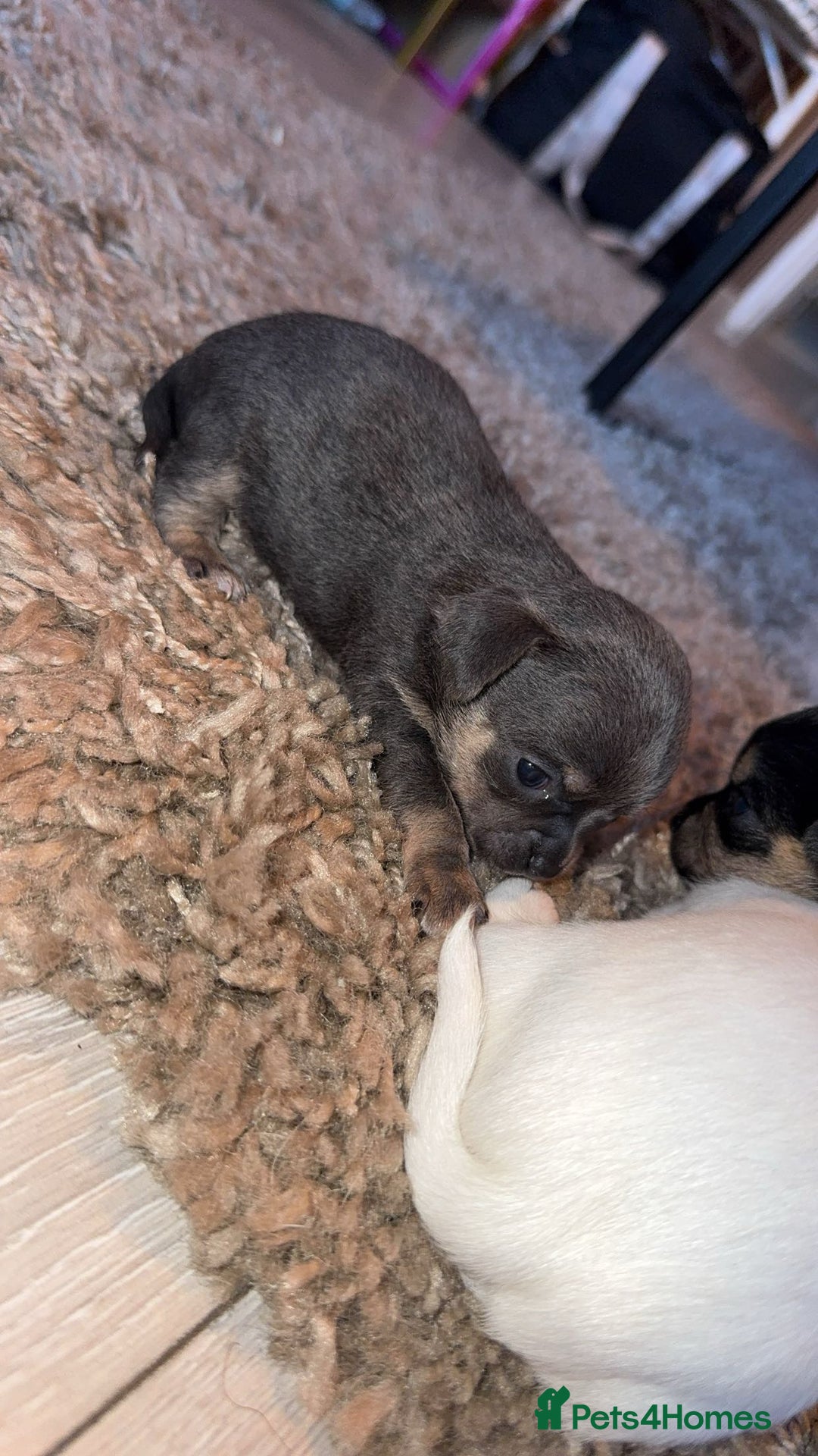 Chihuahua dogs for sale: Chihuahua puppies  - Advert 6
