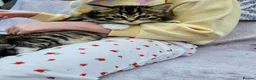 Mixed Breed cats for sale: 4 European Kittens  - Advert 1